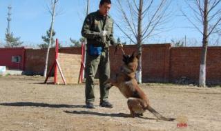 训犬师培训学校