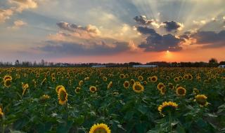 请问：河南哪里有向日葵花海 向日葵花海