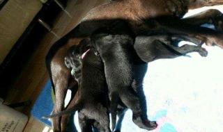 刚出生两星期却无母狗饲养的小狗该怎么办 驯养母狗记