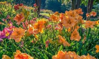 椿萱并茂是什么意思