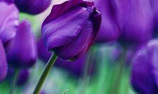 紫色郁金香象征什么 紫色郁金香图片