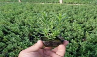 营口皇家园林酒店